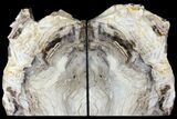 Tall, Petrified Wood Bookends - Oregon #111114-1